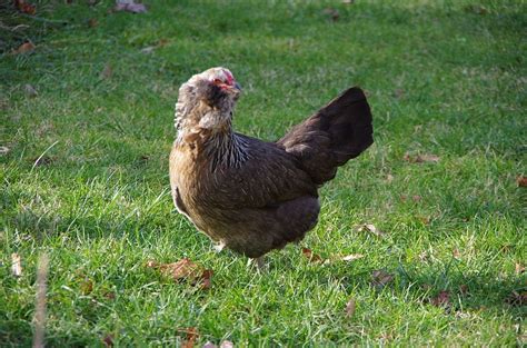 Ameraucana Chickens: The Complete Breed Care.